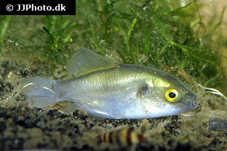 Bronze Kuglefisk (Auriglobus modestus)